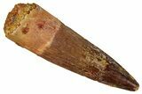 Fossil Spinosaurus Tooth - Real Dinosaur Tooth #354789-1